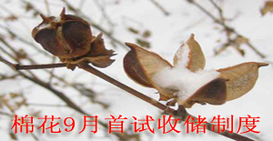 棉花9月首试收储制 托底价每吨19800元影响不大